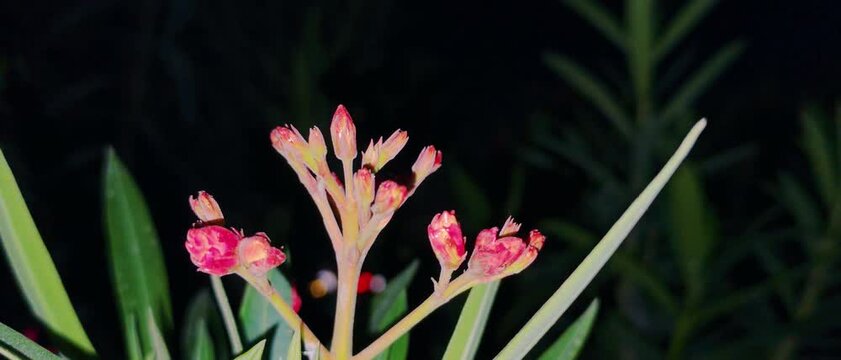 Pink oleander flower buds blooming in garden tropical ornamental plant Nerium oleander