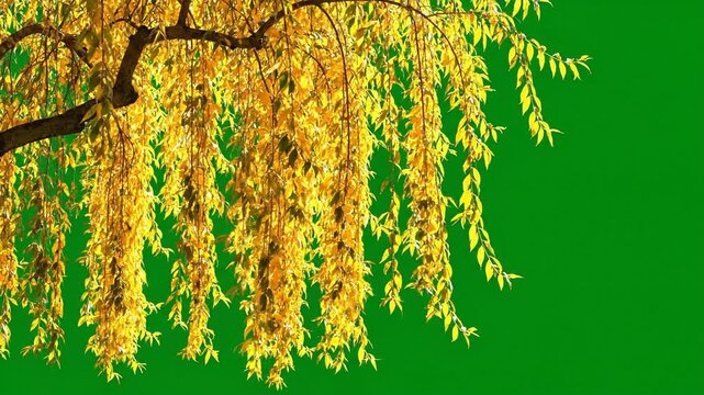 Golden Willow Tree Branches Swaying Gently in Autumn Breeze on Green Screen