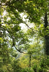 Fototapeta premium Forest tree branches and green leaves natural background view with valley scenic. View through tree branches and green leaves forming a natural forest frame with scenic valley landscpae. Fresh nature 