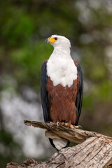 African fish eagle perched long the bank of the Chobe River.
