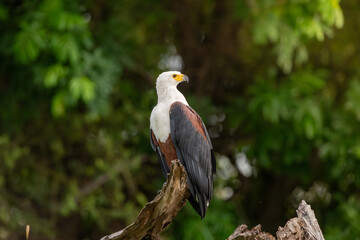 African fish eagle perched long the bank of the Chobe River.