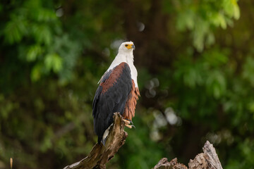 African fish eagle perched long the bank of the Chobe River.