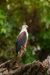 African fish eagle perched long the bank of the Chobe River.