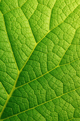Fototapeta premium Vibrant green leaf texture in macro detail showing intricate veins organic pattern fresh surface and botanical structure for nature backgrounds eco design projects and plant concepts