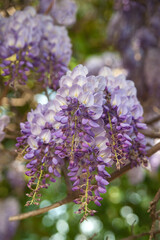 Obraz premium The lush inflorescences of lilac wisteria gracefully fall downwards, a spring fairy tale in the garden.