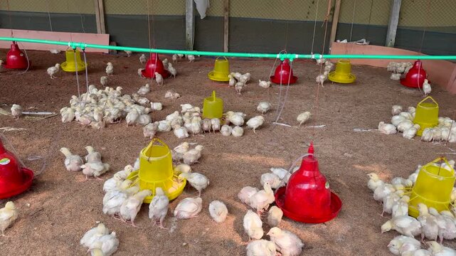 Industrial Poultry Farm with Young Chicks and Automated Feeders in Bangladesh