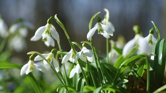 Numerous white snowdrop flowers swaying gently in the wind during a sunny spring day. Delicate Galanthus nivalis blossoms are among the first signs of the season, symbolizing hope and rebirth