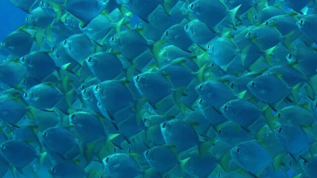 Dense School of Blue Batfish Swirling in Crystal Waters