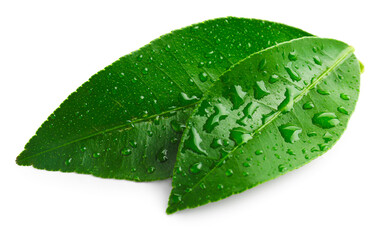 Wet fresh green leaves of citrus plant isolated on white
