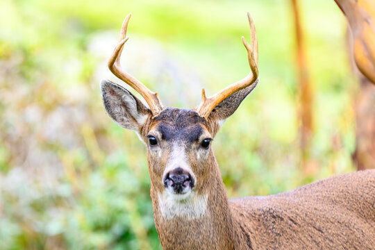 Stag