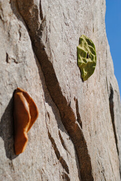 Texture of a Rock Wall