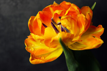 beautiful orange peony tulip in water drops on a dark background in the flower shop. Wonderful floral background. Postcard. March 8th. Delicate petals.  Close-up of a tulip bud. Spring flowers. Tulip