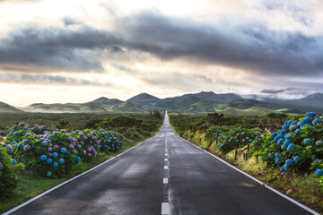 Obraz premium Hydrangea lined road across volcanic landscape, Sao Miguel Island, Azores, Portugal