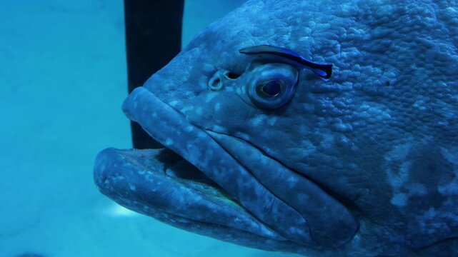 The giant grouper also known as the Queensland groper