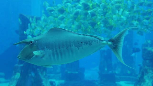 Whitemargin unicornfish (Naso annulatus), a tropical reef fish