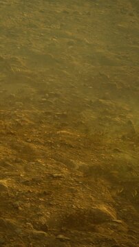 Rocks and aquatic plants are visible on the waterbed. Sunlight filters through the surface, creating patterns on the ground. This scene shows the natural underwater environment.