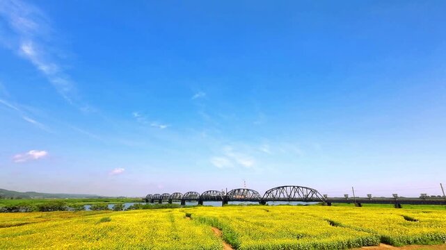 おおくま花畑のヒマワリと阿武隈川橋梁を走る電車【宮城県亘理郡亘理町】