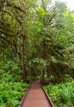 Forest boardwalk lined with ferns and mossy tree branches in Cathedral Grove, MacMillan Provincial Park