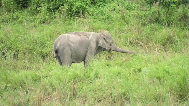 The Asian elephant (Elephas maximus) is grazing in Kaziranga National Park, Assam, India. 