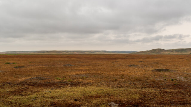 Prairie Dog Burrow Mounds on the Wide Plains of Grasslands National Park, Saskatchewan