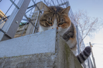Curious Cat Looking Down from Concrete Fence - Close Up Portrait