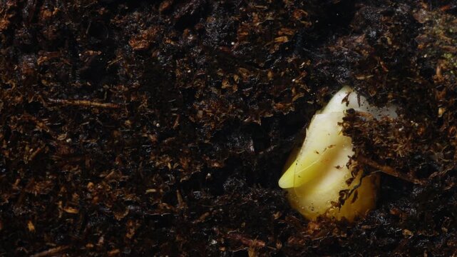 Young corn plant pushing upward from moist earth. Seedling with swollen cotyledon emerging through rich dark humus. Tiny sprout with green tip and delicate roots breaking through moist soil