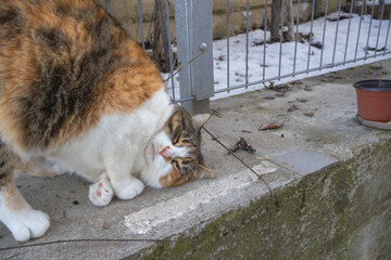 Playful Calico Cat Rolling on Concrete Wall Outdoors