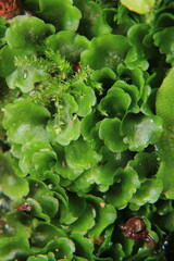 green trees forest landscape photo	