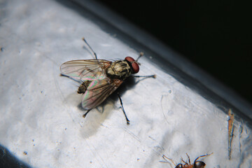 macro photo of housefly facing back	