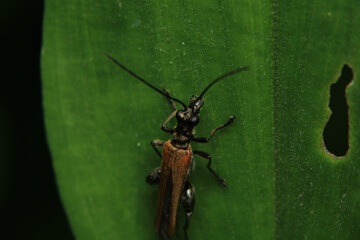common red soldier beetle insect macro photo	