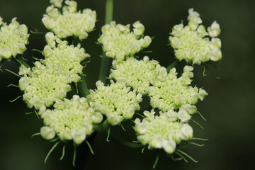natural white cnidium monnieri flower photo	
