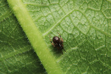 xysticus kochi spider macro photo	