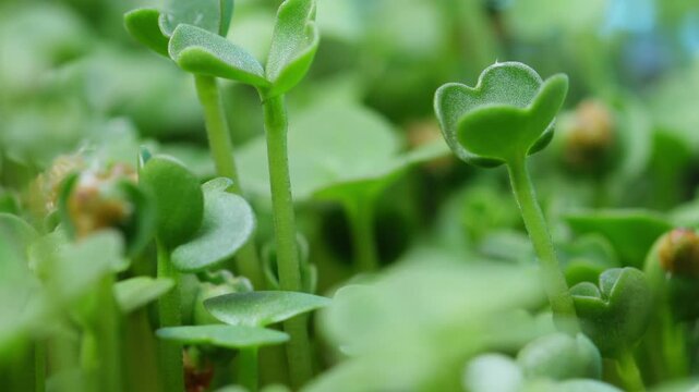 Tender arugula cotyledons fresh and dewy, shallowfocus closeup of tiny heartshaped leaves and thin stems glistening with moisture, inviting culinary and superfood narratives for salad, garnish