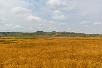 Fototapeta premium Golden Grass Prairie Stretching Toward the Horizon
