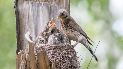 bird in the nest © lazalnik