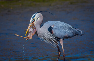 Great Blue Heron with Prey