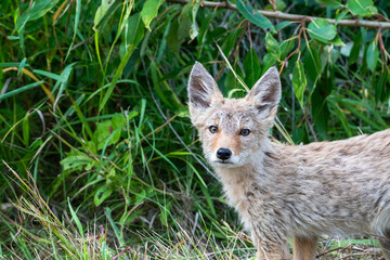 Obraz premium Young Coyote in a Natural Setting