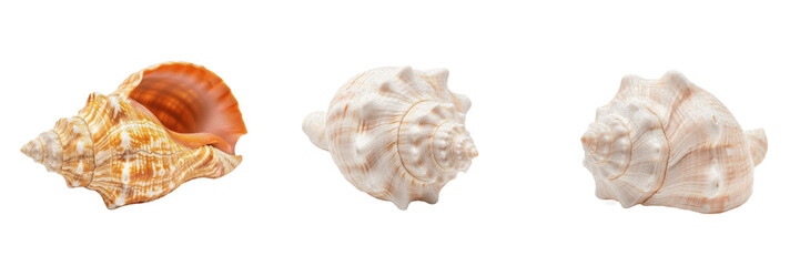 Natural Decorative Sea Shells and Conchs Collection with Spiky Textures and Spiral Patterns Marine Ocean Life Elements Set Isolated on White Background PNG