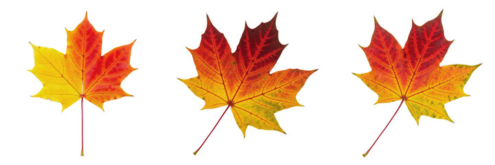 Fototapeta premium Set of Vibrant Red and Orange Autumn Maple Leaves with Realistic Vein Details for Seasonal Fall Graphic Design Elements Isolated on White Background PNG