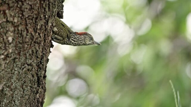 European Green Woodpecker sibling pulling fledgling back into nest before its first flight and takeoff