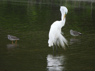 Naklejka premium A great egret preening its feathers, and a pair of greater yellowlegs, shorebirds, wading within the shallow, wetland waters of the Bombay Hook National Wildlife Refuge, Kent County, Delaware. 