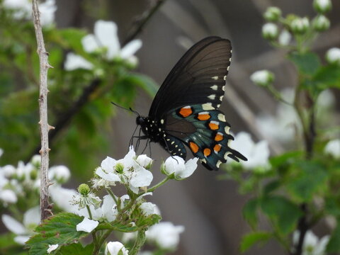 A pipevine swallowtail butterfly, sipping nectar from a sawtooth blackberry plant, wildflower. Spring season, Bombay Hook National Wildlife Refuge, Kent County, Delaware. 