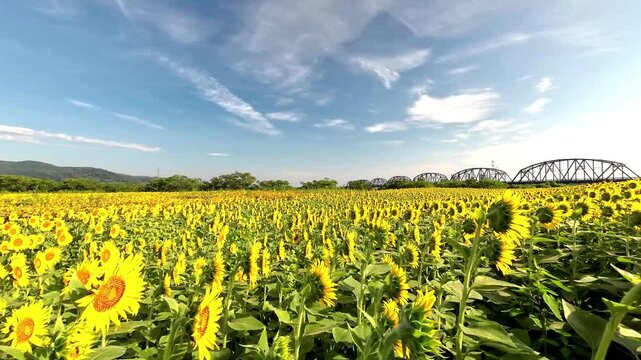 おおくま花畑のヒマワリ【宮城県亘理郡亘理町】