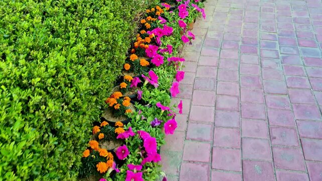 Curved garden border with bright pink petunias and orange marigolds beside a neatly trimmed hedge and brick pathway.