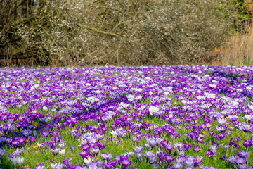Naklejka premium Selective focus a group of multicolour white purple crocus on green grass meadow in the park lawn, The flowers are one of the brightest and earliest spring bloom, Nature floral background, Netherlands