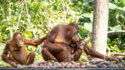 The orangutan mother and her baby © Amirsyah