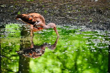 Obraz premium Close-up portrait of a pink flamingo with a curved neck and soft feathers. The elegant bird stands near dark water, highlighting the delicate pink plumage against a calm natural background. 