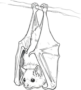 A detailed line drawing depicts a small fruit bat hanging upside down from a slender tree branch.