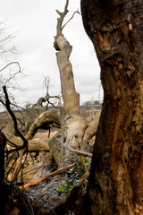 Naklejka premium Fallen down mangled old tree