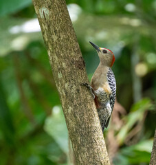 Red crowned Woodpecker